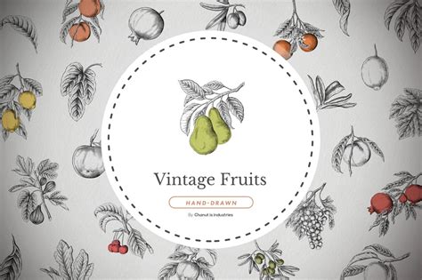 45 Vintage Fruit Isolated Illustration Pack — Teletype