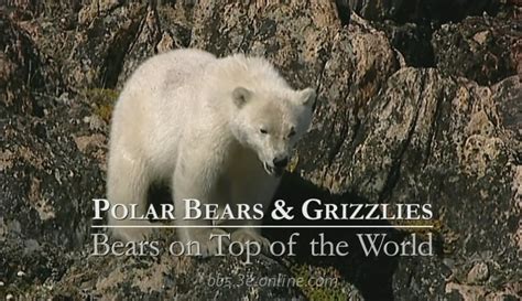 这是一部看完让人心酸的北极熊纪录片
