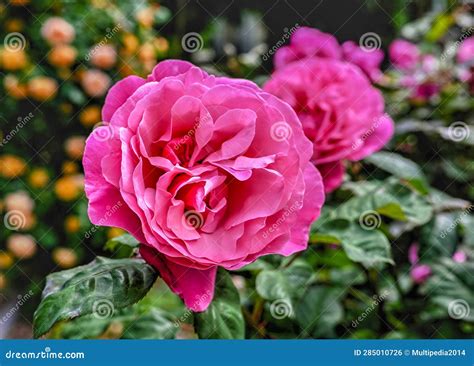Pink Mary Rose Flower on Green Leaves Background Stock Photo - Image of green, flowers: 285010726