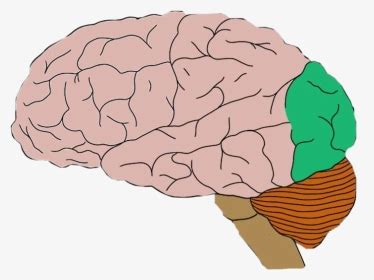 Image result for Prefrontal Cortex Mouse Brain