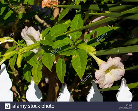 Large pure white trumpet flowers of Datura a genus of nine species of poisonous vespertine ...