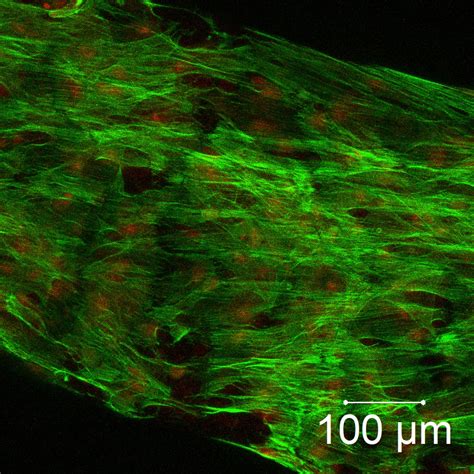 Visualisation of stem cells - Materials Engineering IISc