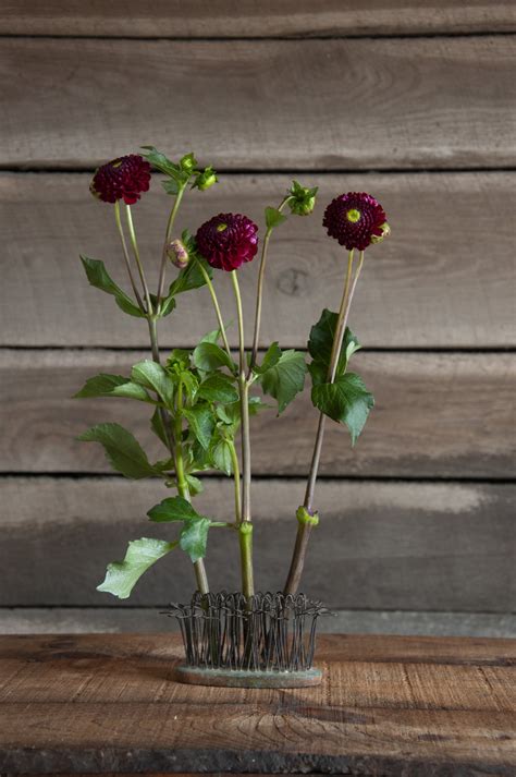 Shop — Dahlia Shed