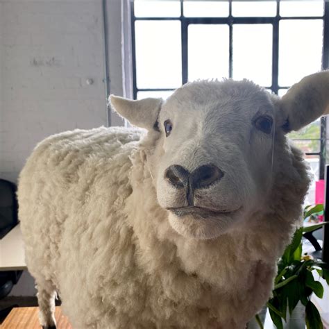 Image result for Stumpy Monkey