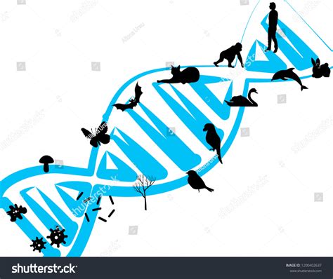 Image result for Evolution Vector