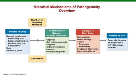 Image result for Mechanism of Microbial Pathogenicity