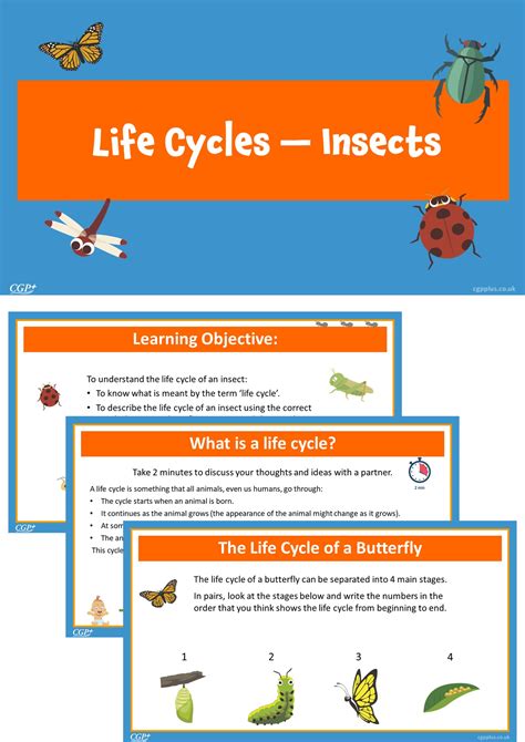 Insect Life Cycle Printables