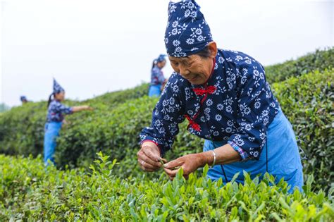 光山：谷雨时节采茶忙 - 河南省文化和旅游厅