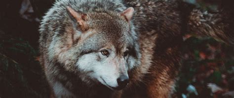 Download wallpaper 2560x1080 wolf, predator, dog dual wide 1080p hd ...