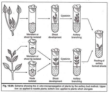 Explain micropropagation with the help of suitable diagram - Brainly.in
