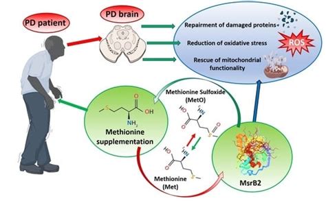 L-Methionine Protects against Oxidative Stress and Mitochondrial ...