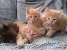 gatti persiani in vendita meravigliosi gattini persiani con pedigree anf in vendita gatti persiani in vendita meravigliosi gattini persiani con pedigree anf in vendita