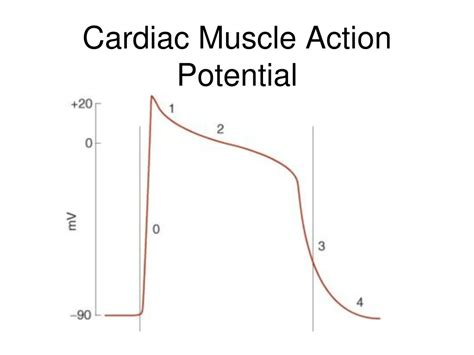 PPT - Nerves and Muscles PowerPoint Presentation, free download - ID ...