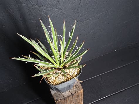Agave-14：「Agave geminiflora」 | GREEN TRUST online store