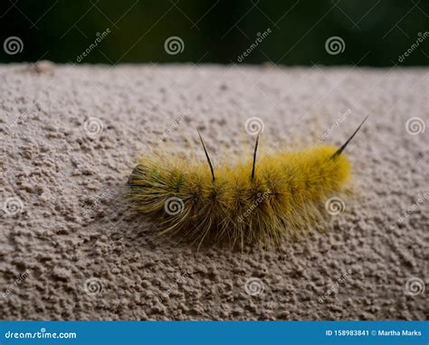 Caterpillar American Dagger Moth Stock Image - Image of acronicta, wall ...