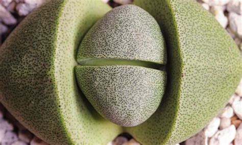 Watering Pleiospilos nelii 'Split Rock' Succulent - Care Guide