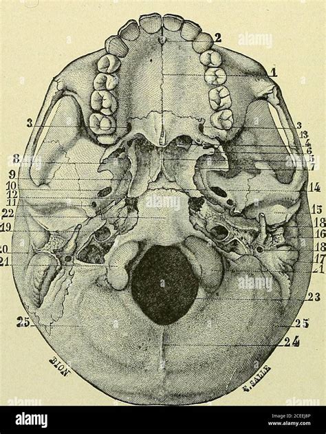 Vertex Of Skull