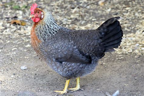 Olive Egger Chickens