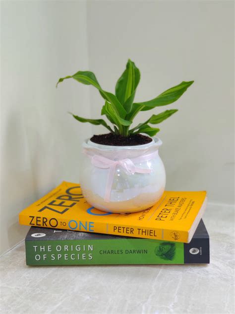 Dracena Darasingh Plant - Perfect Corporate Gifting Choice ...