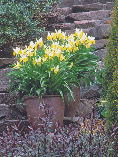Image result for Spring Bulbs in Containers