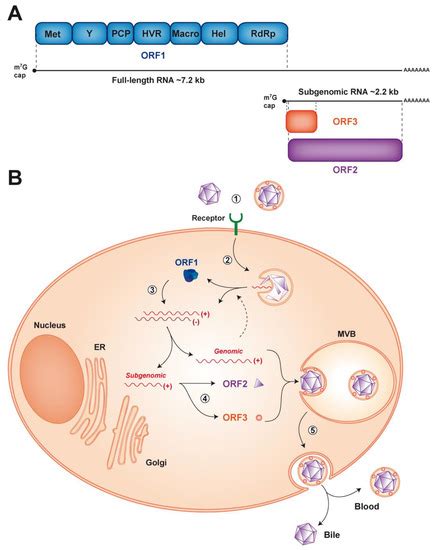 On the Host Side of the Hepatitis E Virus Life Cycle