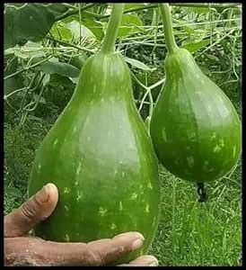 Bottle Gourd/Lauki/Calabash Seeds, 100% organic vegetable seeds | 36 ...