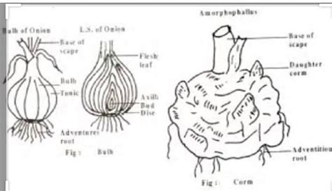 daigram of natural vegetative propagation by roots stem leaves - Brainly.in