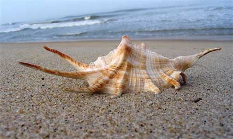 Surathkal beach, Mangalore - Timings, Fees & Nearby Spots