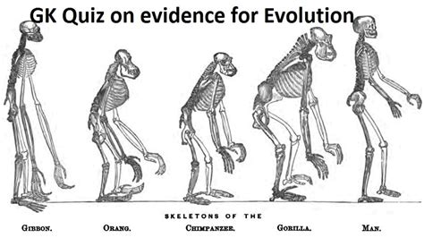 GK Quiz on evidences for Evolution