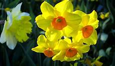 fiore della rinascita significati e simbologie dei fiori di primavera casa fiore della rinascita significati e simbologie dei fiori di primavera casa