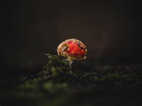 Appreciation – Arts of nature