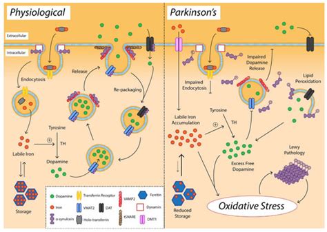 An Overview of Oxidative Stress, Neuroinflammation, and ...