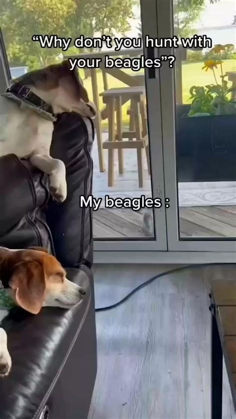 How to stop a reverse sneeze in your dog – Artofit