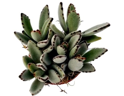 Is Kalanchoe Poisonous to Cat or Safe? | Pet Care Advisors