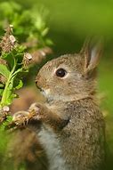 Image result for Wild Brown Baby Bunny