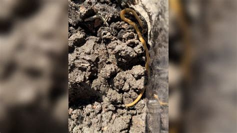 Invasive, toxic worms are back in Texas due to recent rains, summerlike ...