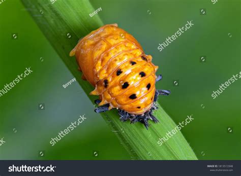 1,234 imágenes de Ladybird pupa - Imágenes, fotos y vectores de stock ...