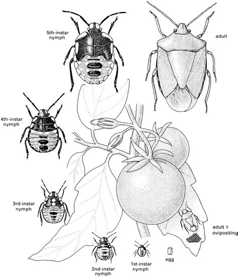 39 stink bug life cycle diagram