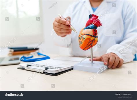 Cardiologist Uses Heart Model Demonstrate Anatomy Stock Photo ...