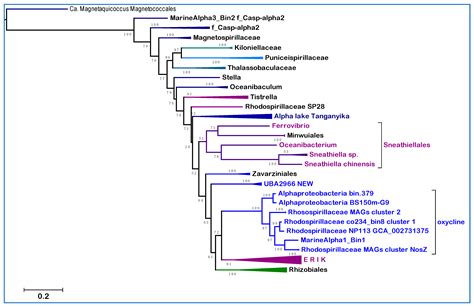 New Alphaproteobacteria Thrive in the Depths of the Ocean with Oxygen ...