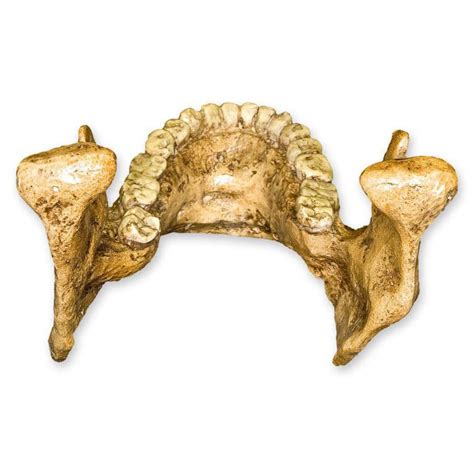 Buy Homo habilis Jaw (Teaching Quality Recreation) Online at Lowest ...