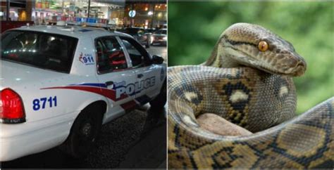 Image result for Attack Florida Human in On Python