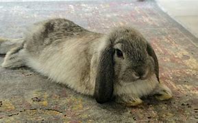 Image result for Grey Holland Lop