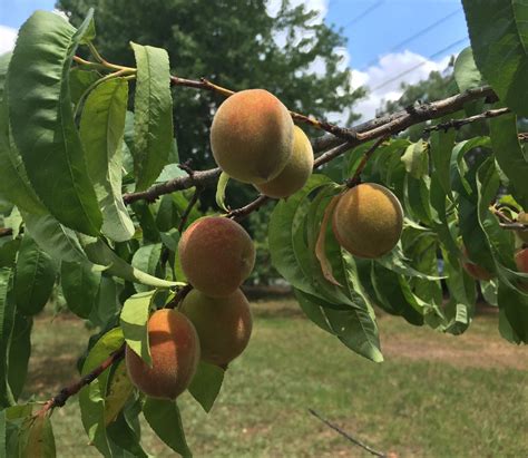 North Carolina Peach Season: Look for NC Peaches at Farm Stands ...