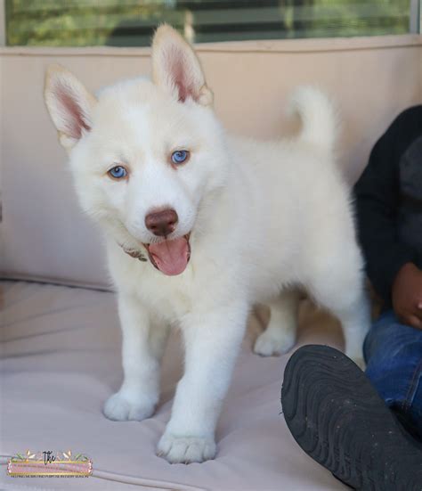 Alaskan Husky Puppies Albino