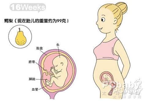 圖解孕媽媽肚中胎兒四個月發育過程 - 每日頭條