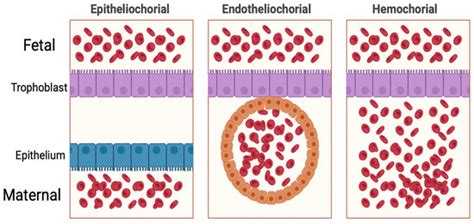 Placental–Heart Axis: An Evolutionary Perspective