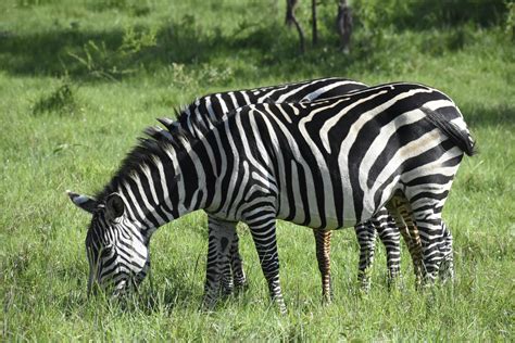 Zebras Grazing Wallpaper 2,081 Grazing Zebra Animal Stock Photos,