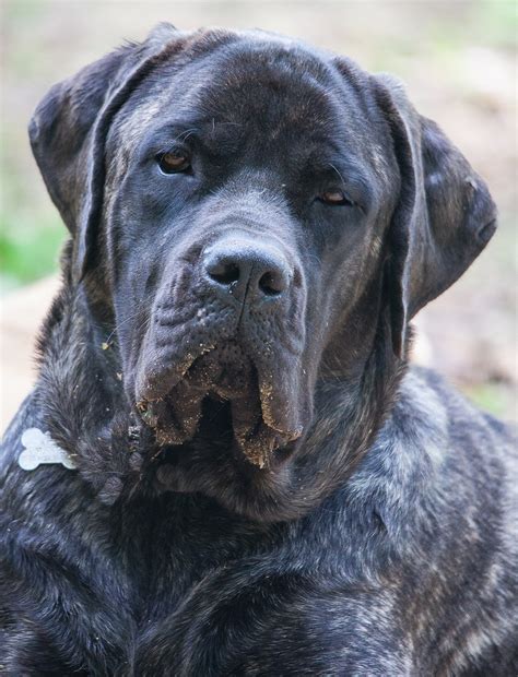 Mastiff Mixes: 20 Different Gentle Giant Crossbreeds You'll, 50% OFF