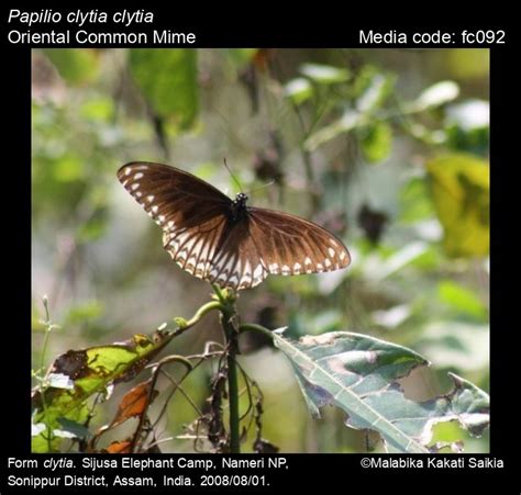 Papilio clytia | Butterfly